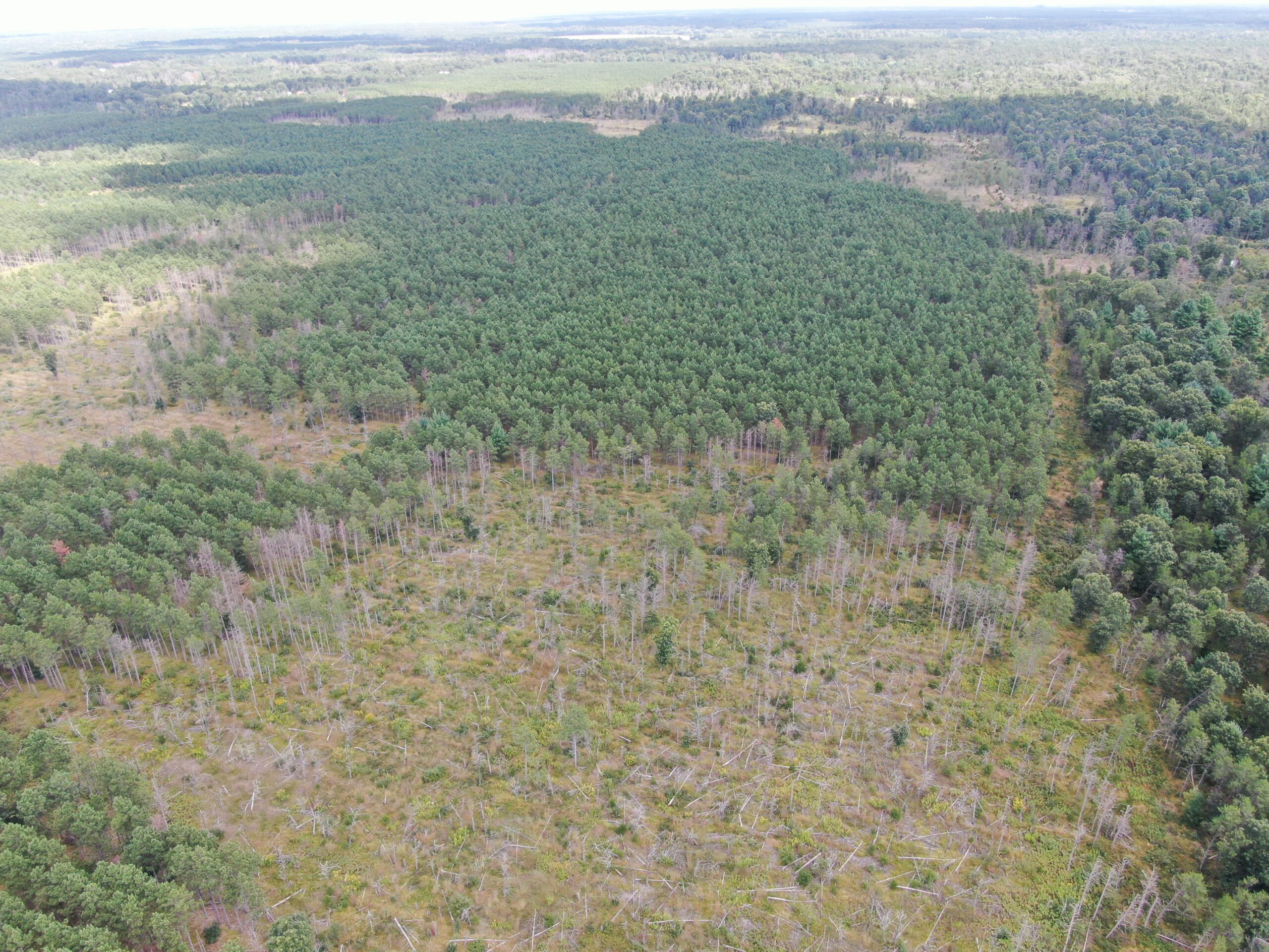 80-acre timber tract in Adams County