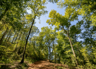 650 Acres Timberland and Lake Site Calhoun County MS