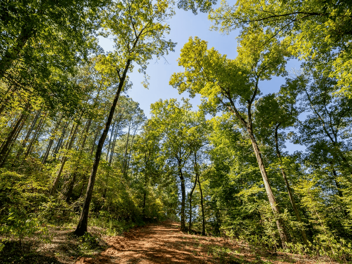 650 Acres Timberland and Lake Site Calhoun County MS