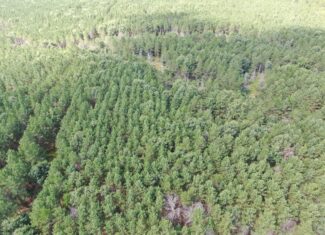 80-acre timber tract in the Town of Big Flats