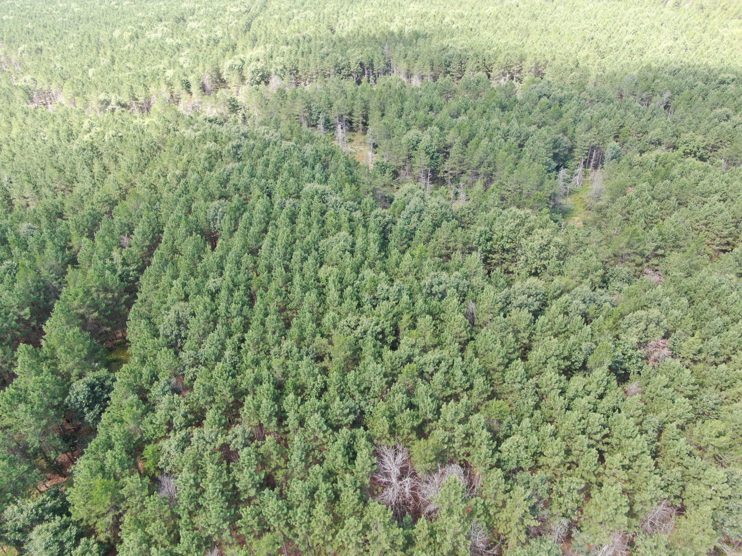 80-acre timber tract in the Town of Big Flats
