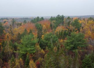 80± Acres Near the Coast – Pembroke, Maine