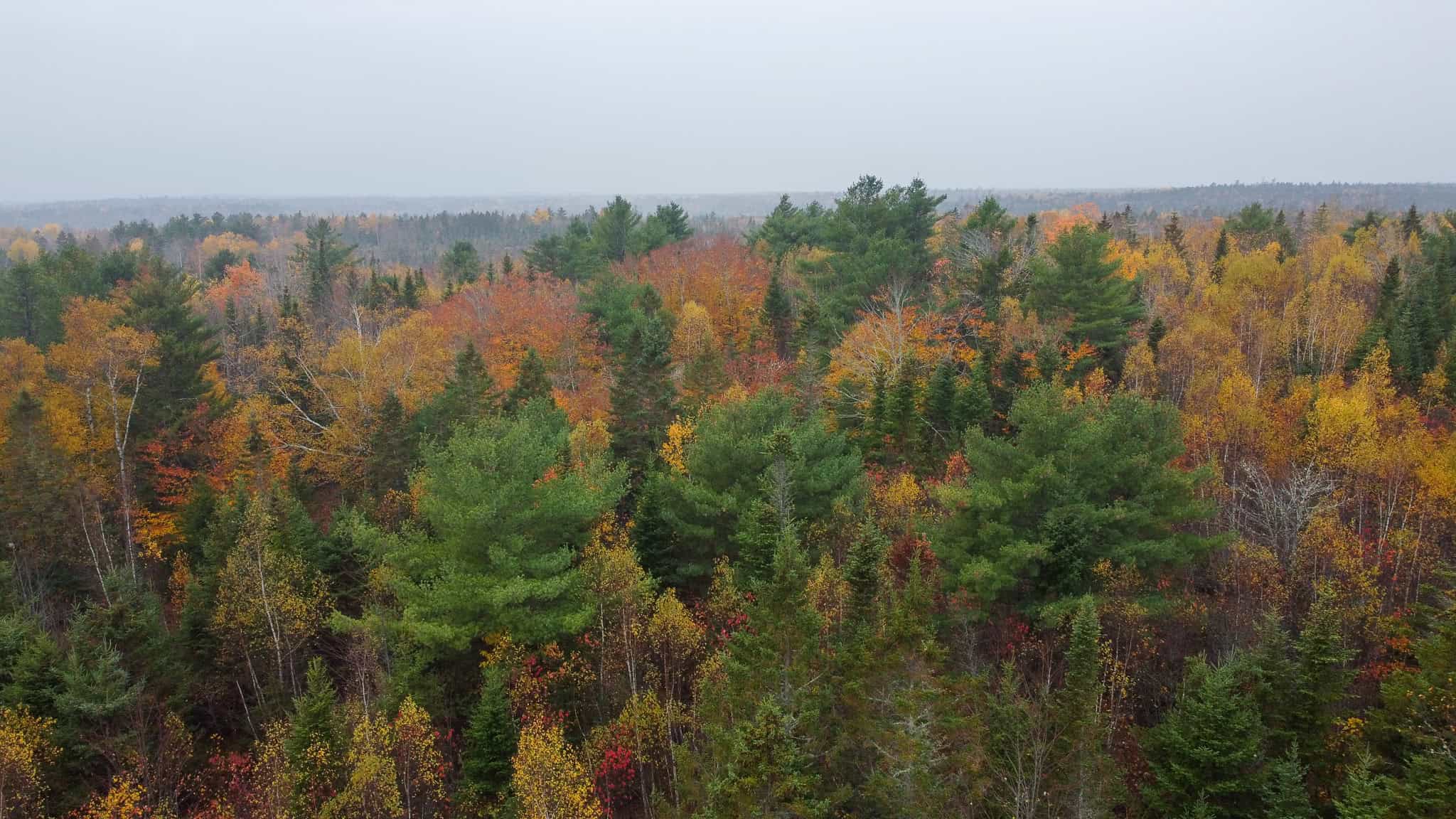 80± Acres Near the Coast – Pembroke, Maine