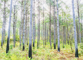 701 Acre Timber & Hunting Land Prentiss Co MS