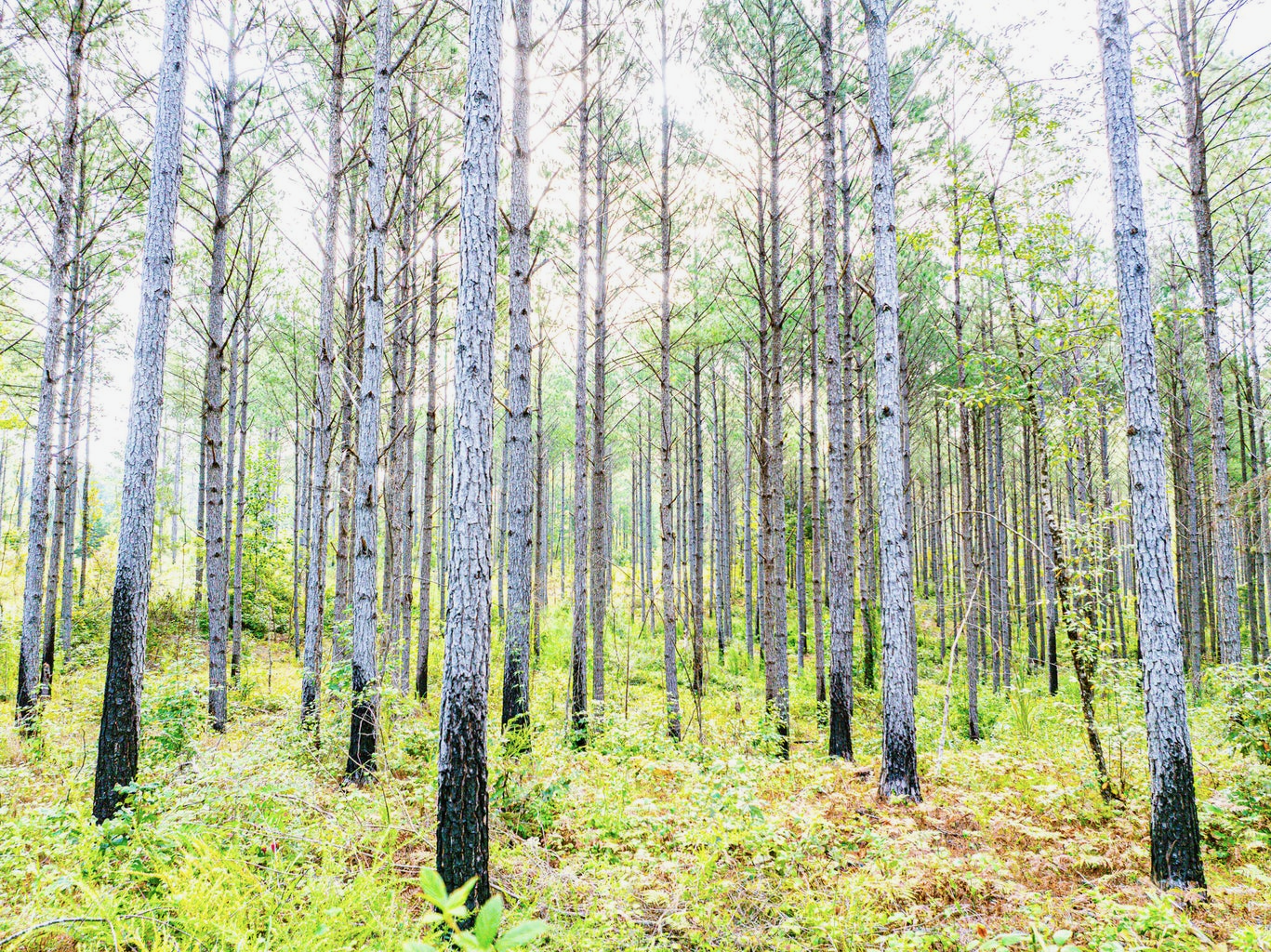 701 Acre Timber & Hunting Land Prentiss Co MS
