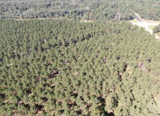 77-acre timber tract in the Town of Rome