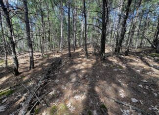 40-acre timber tract in the Town of Monroe, Adams County