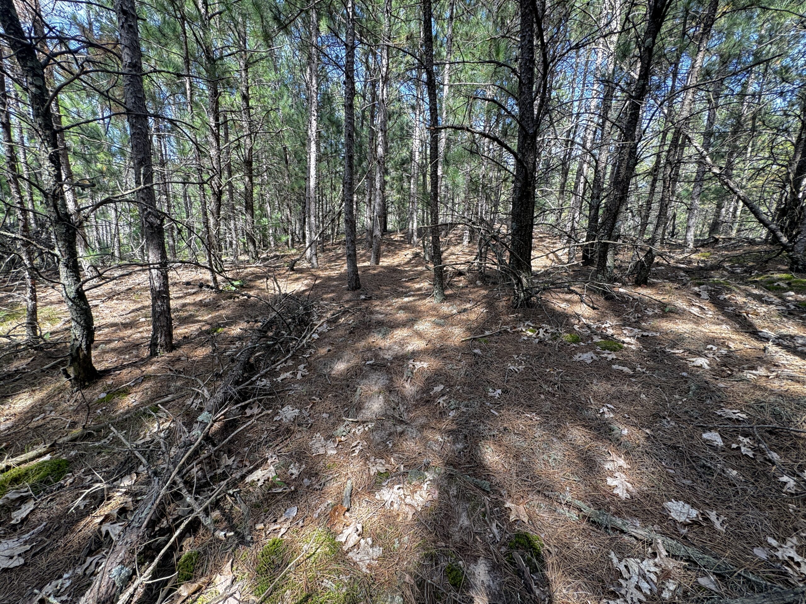 40-acre timber tract in the Town of Monroe, Adams County