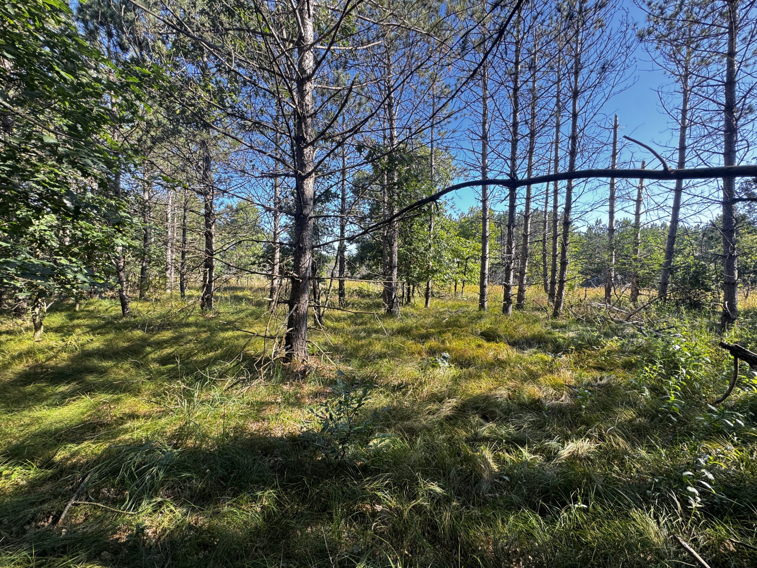80-acre timber tract in Adams County