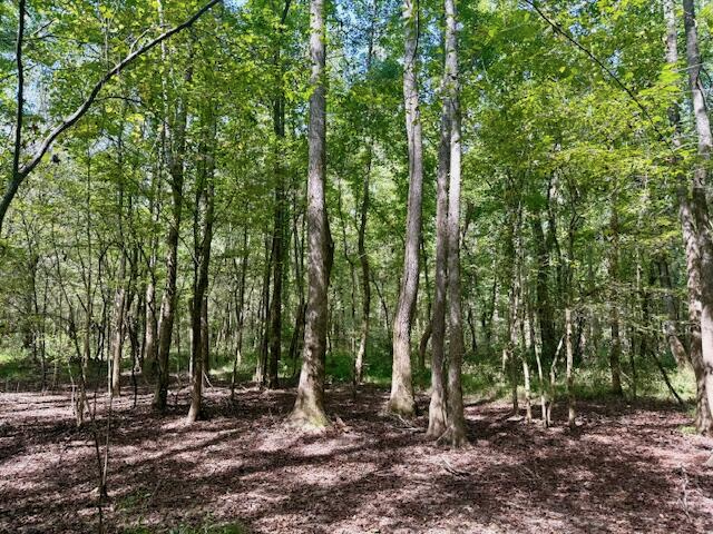 Mississippi Land For Sale With A Creek