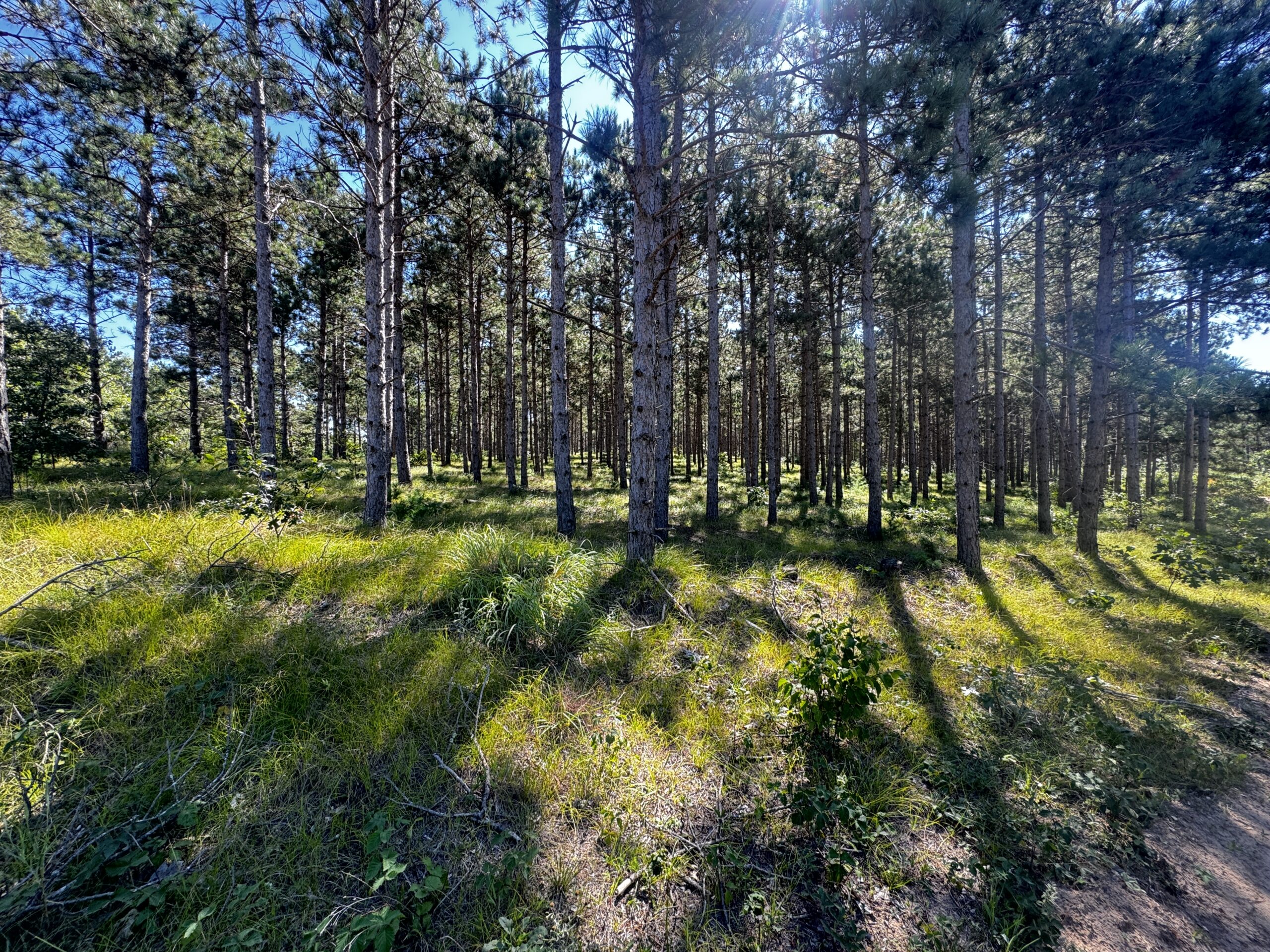 77-acre timber tract in the Town of Rome