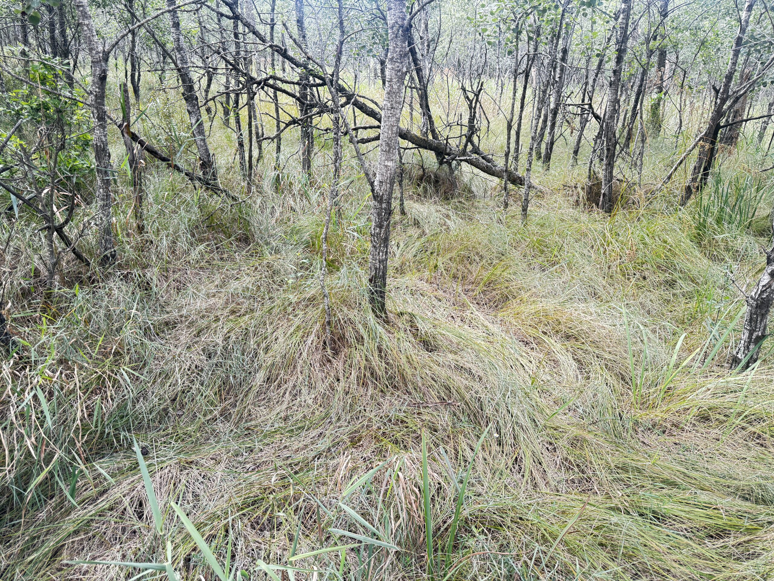 80-acre timbered tract in the Town of Big Flats, Adams County