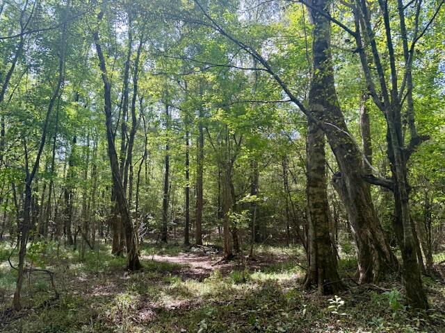 Mississippi Land For Sale With A Creek