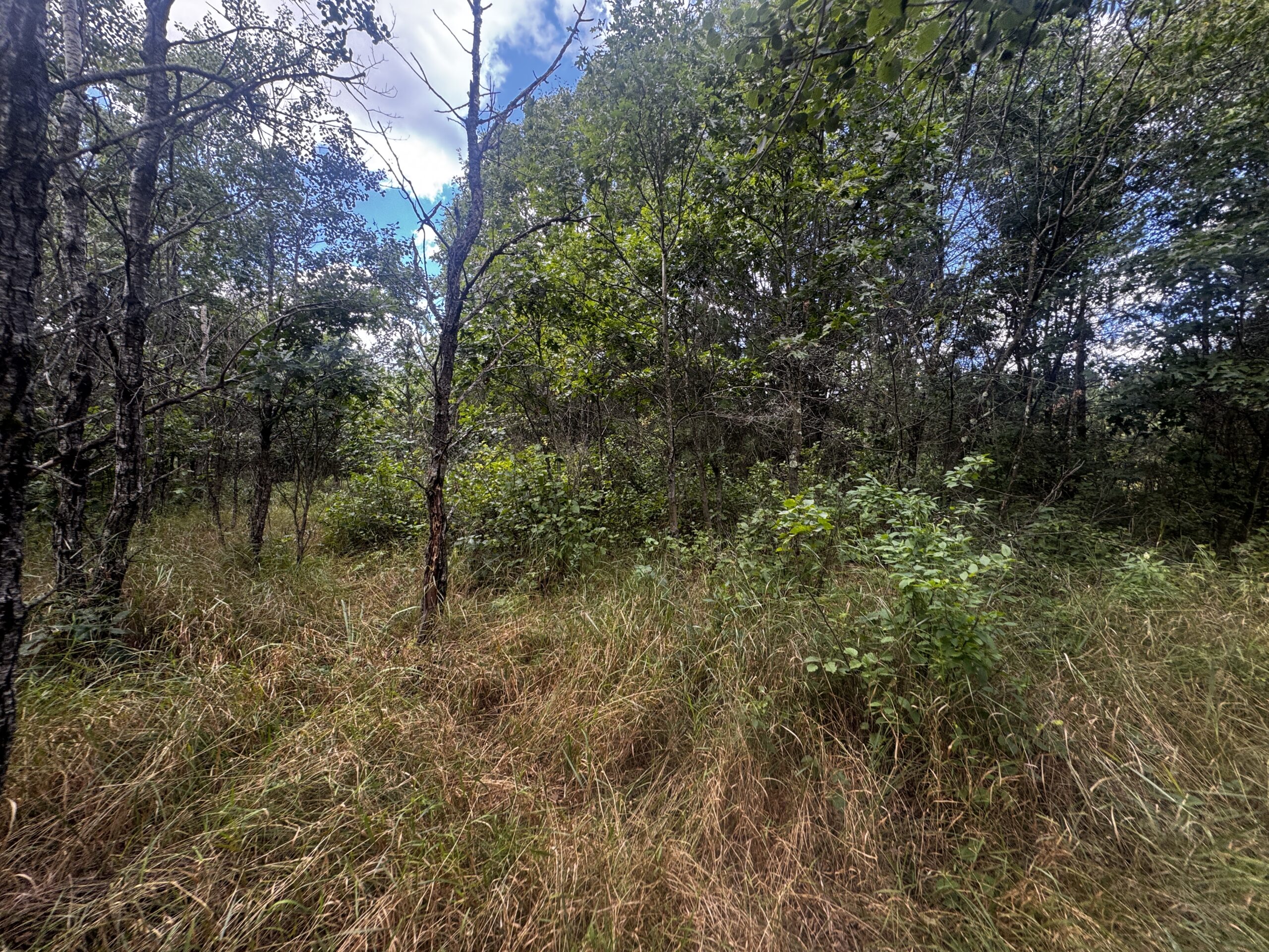 80-acre timbered tract in the Town of Big Flats, Adams County
