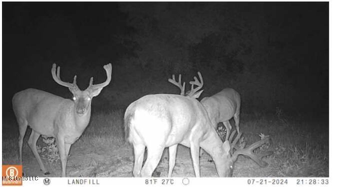 Yazoo River Hunting Tract 78.16 Acres