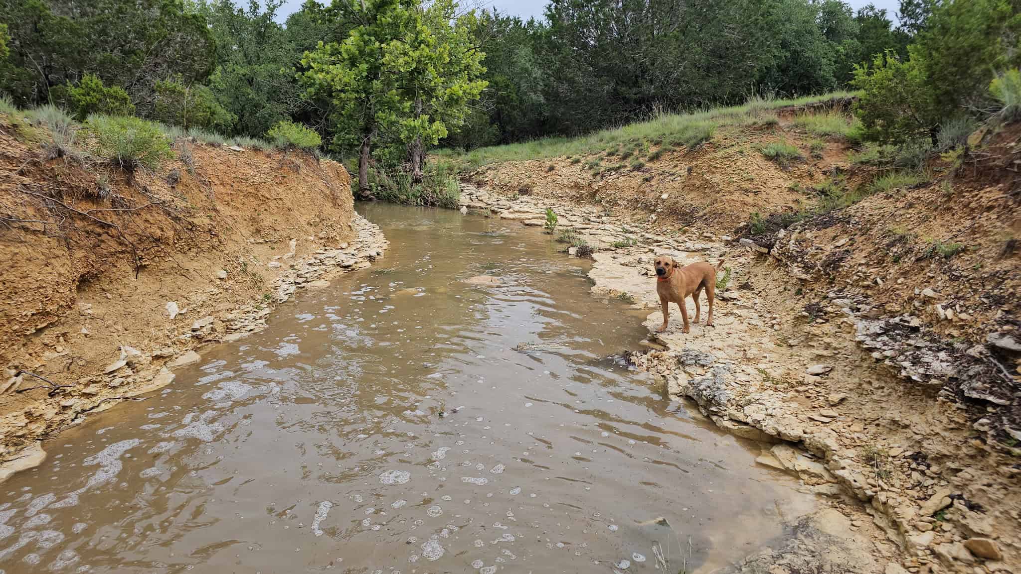 44.574 Acres of Central Texas Hunting Land for Sale