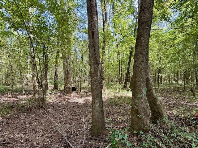 Mississippi Land For Sale With A Creek