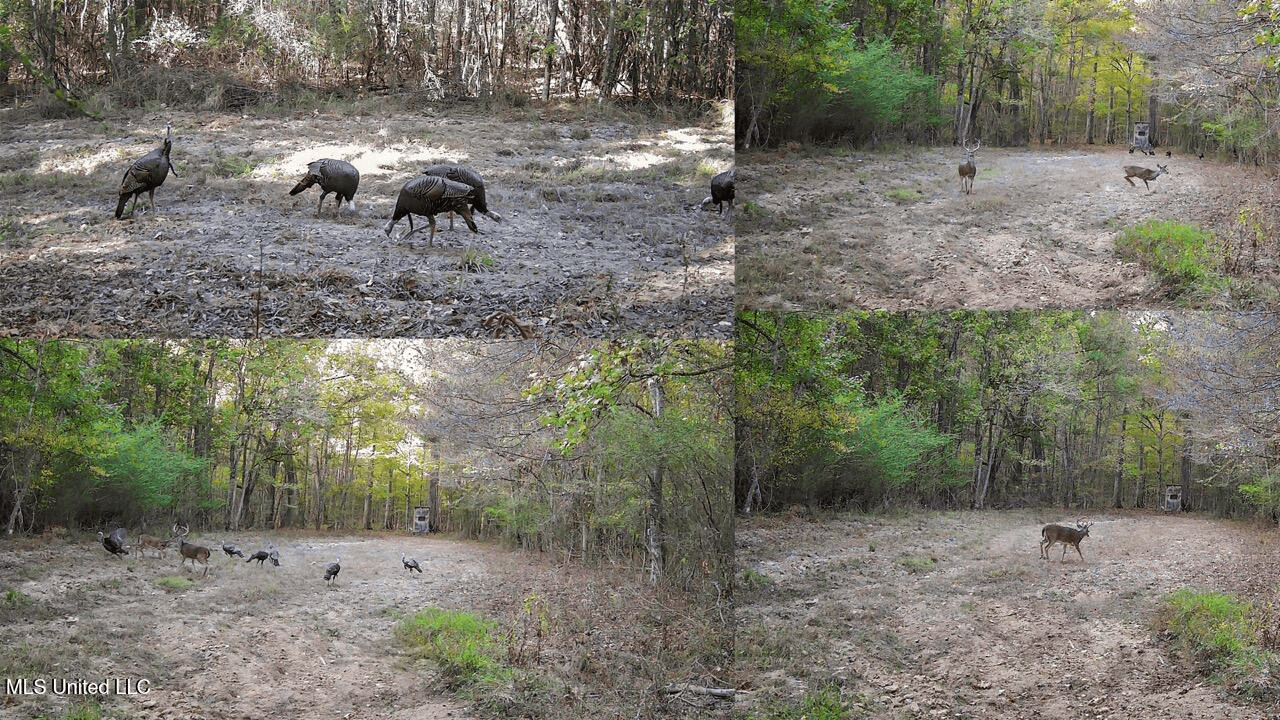 Hunting Land in Claiborne County, MS – The Sawmill 98