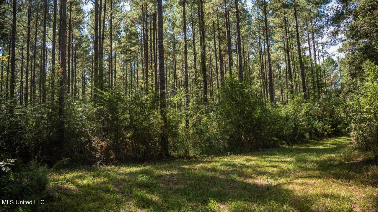203 Acres in Smithdale MS – Turnkey Hunting Retreat