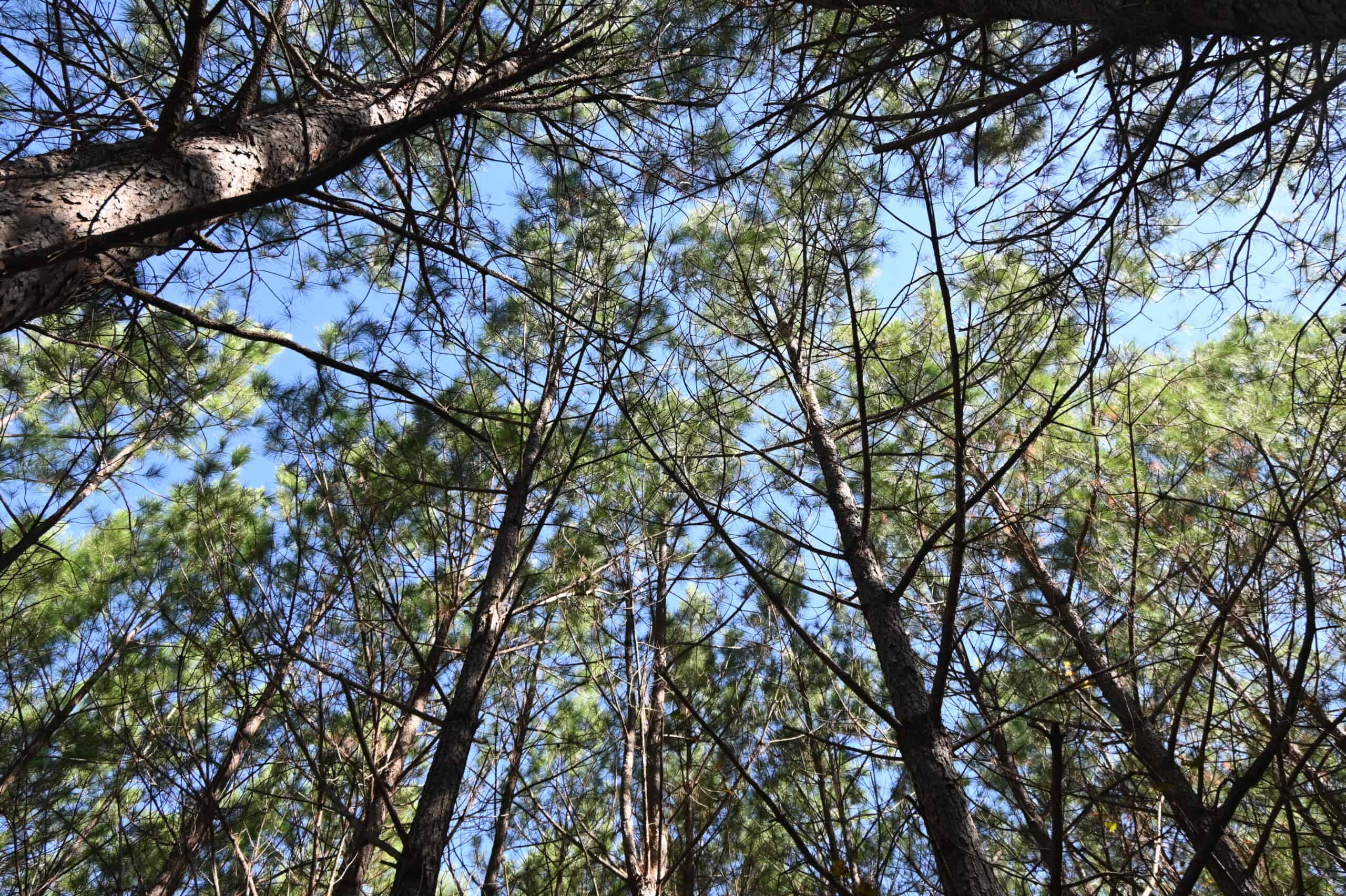 79.49 Acres Hunting and Timberland For Sale in Linden, TN