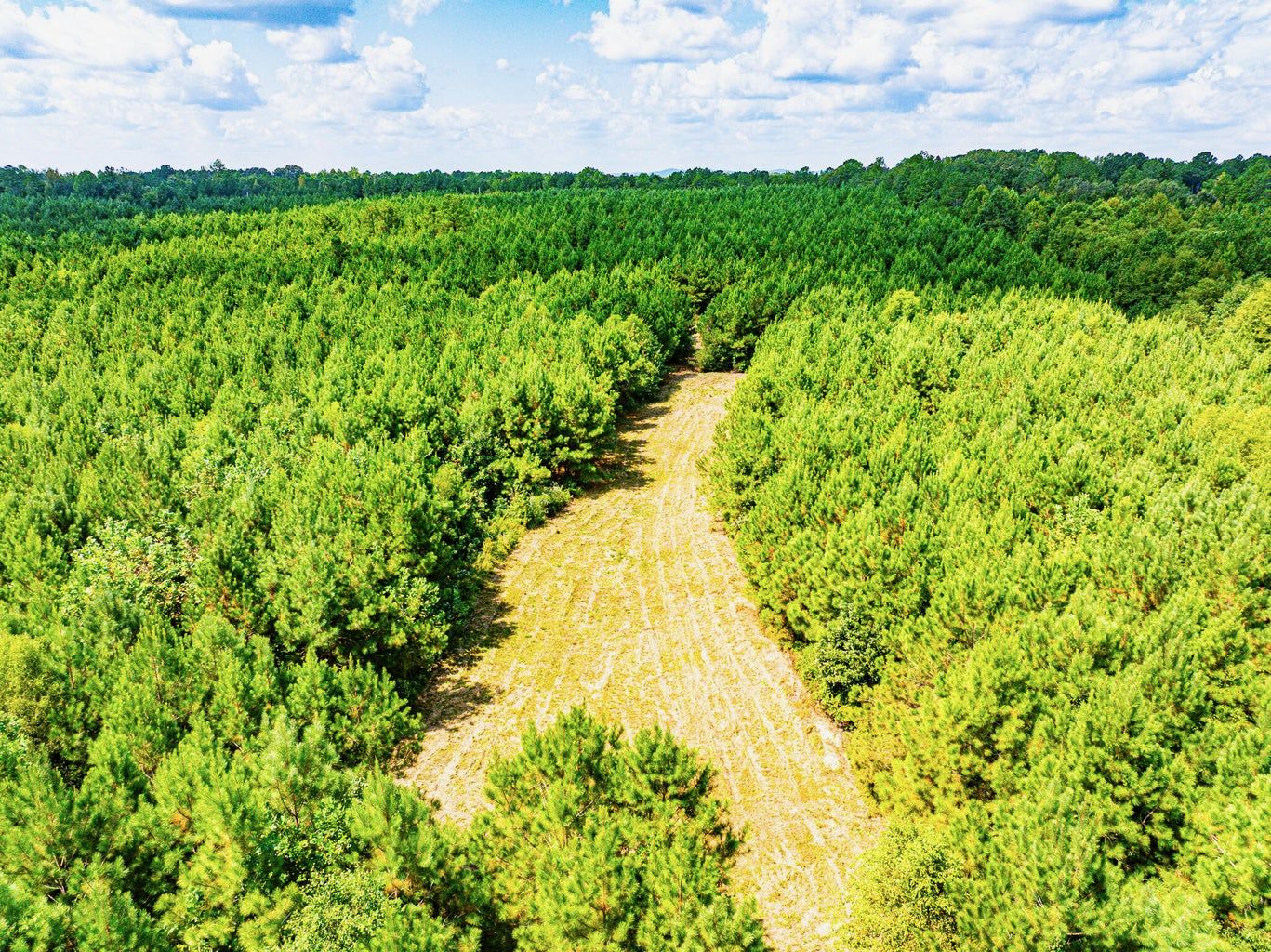 701 Acre Timber & Hunting Land Prentiss Co MS