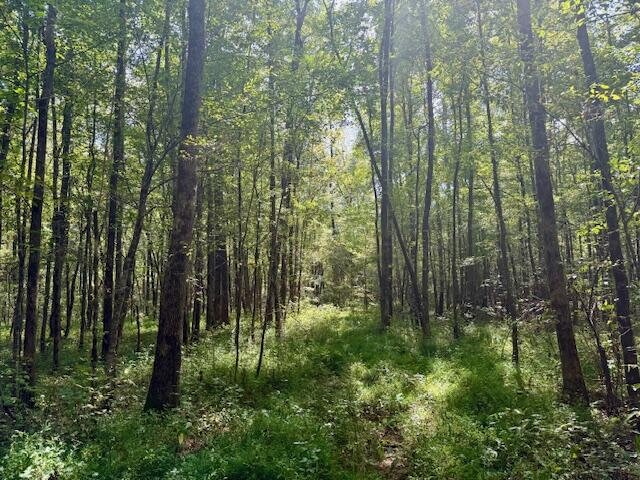 Mississippi Land For Sale With A Creek