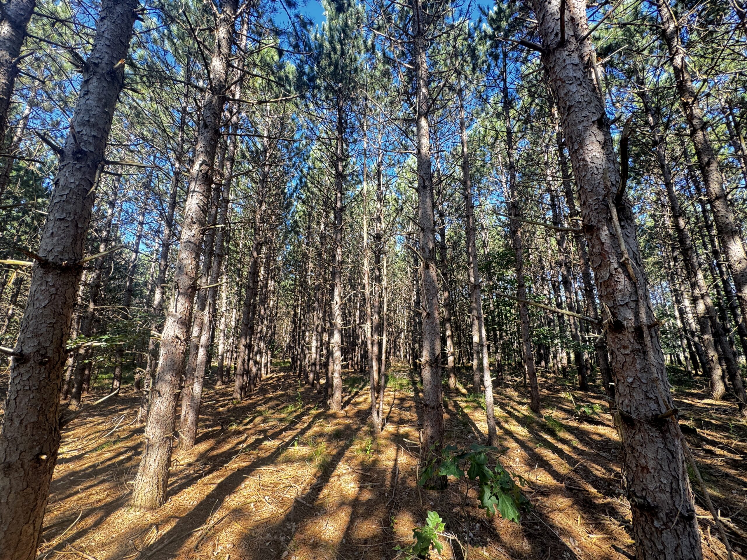 80-acre timber tract in Adams County