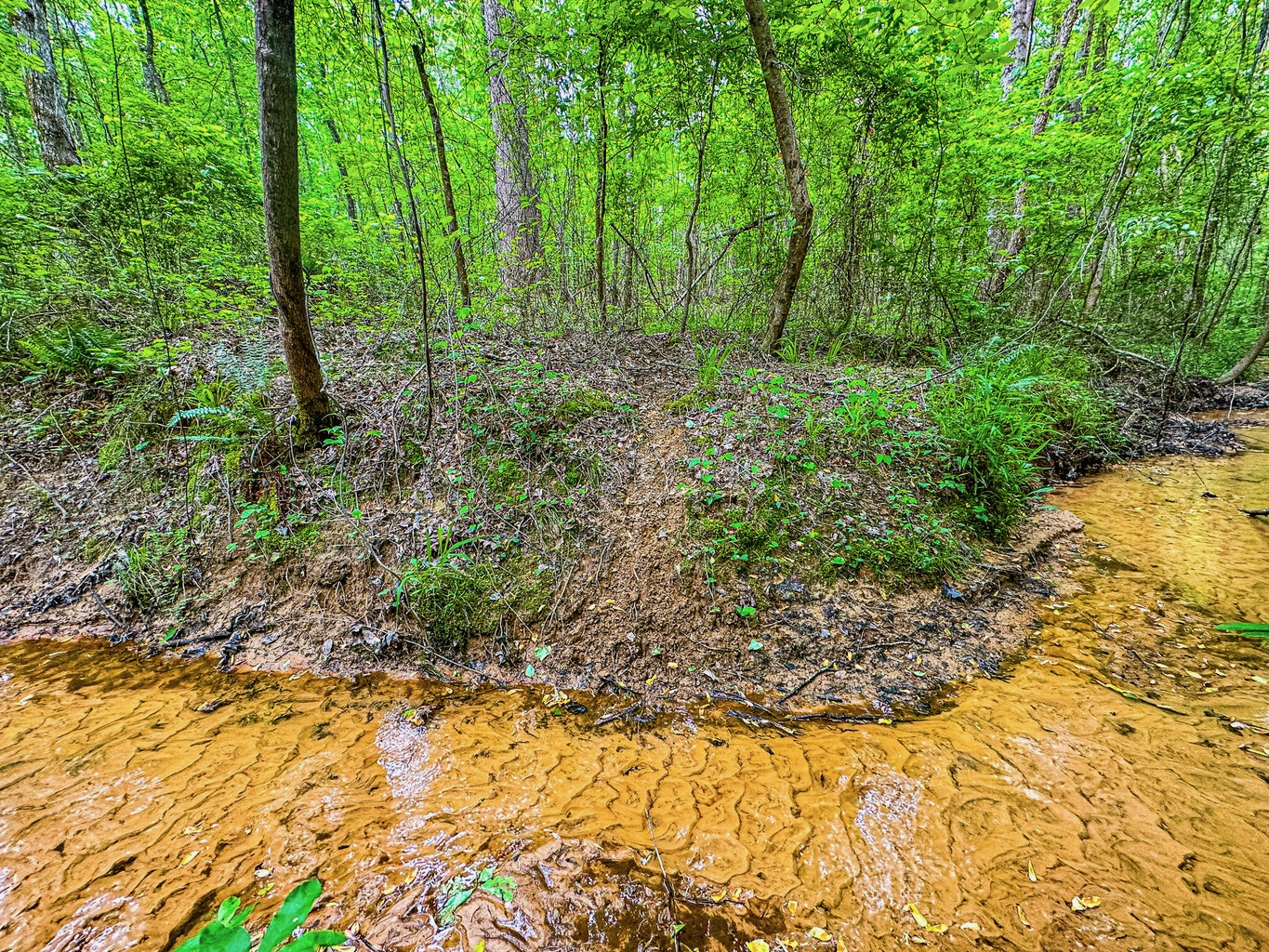 701 Acre Timber & Hunting Land Prentiss Co MS