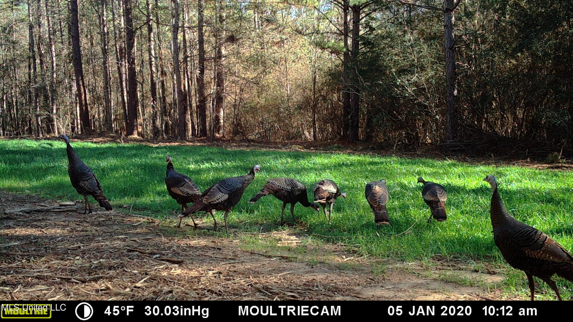 203 Acres in Smithdale MS – Turnkey Hunting Retreat
