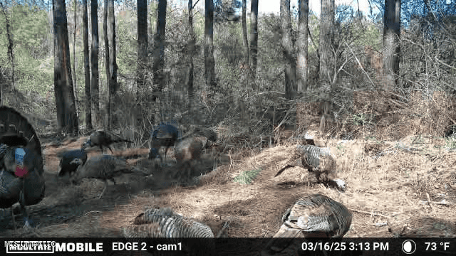 Farmhouse on Acreage with Hunting Land in Magnolia MS