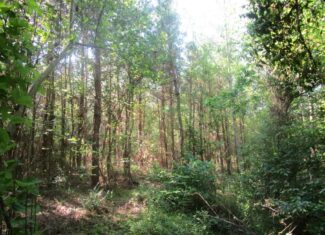 60 Ac Secluded Hunting Land In Lunenburg County, VA