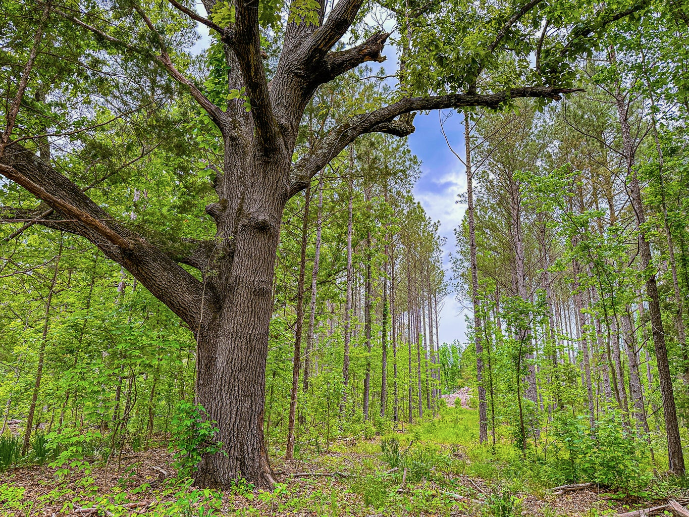 701 Acre Timber & Hunting Land Prentiss Co MS