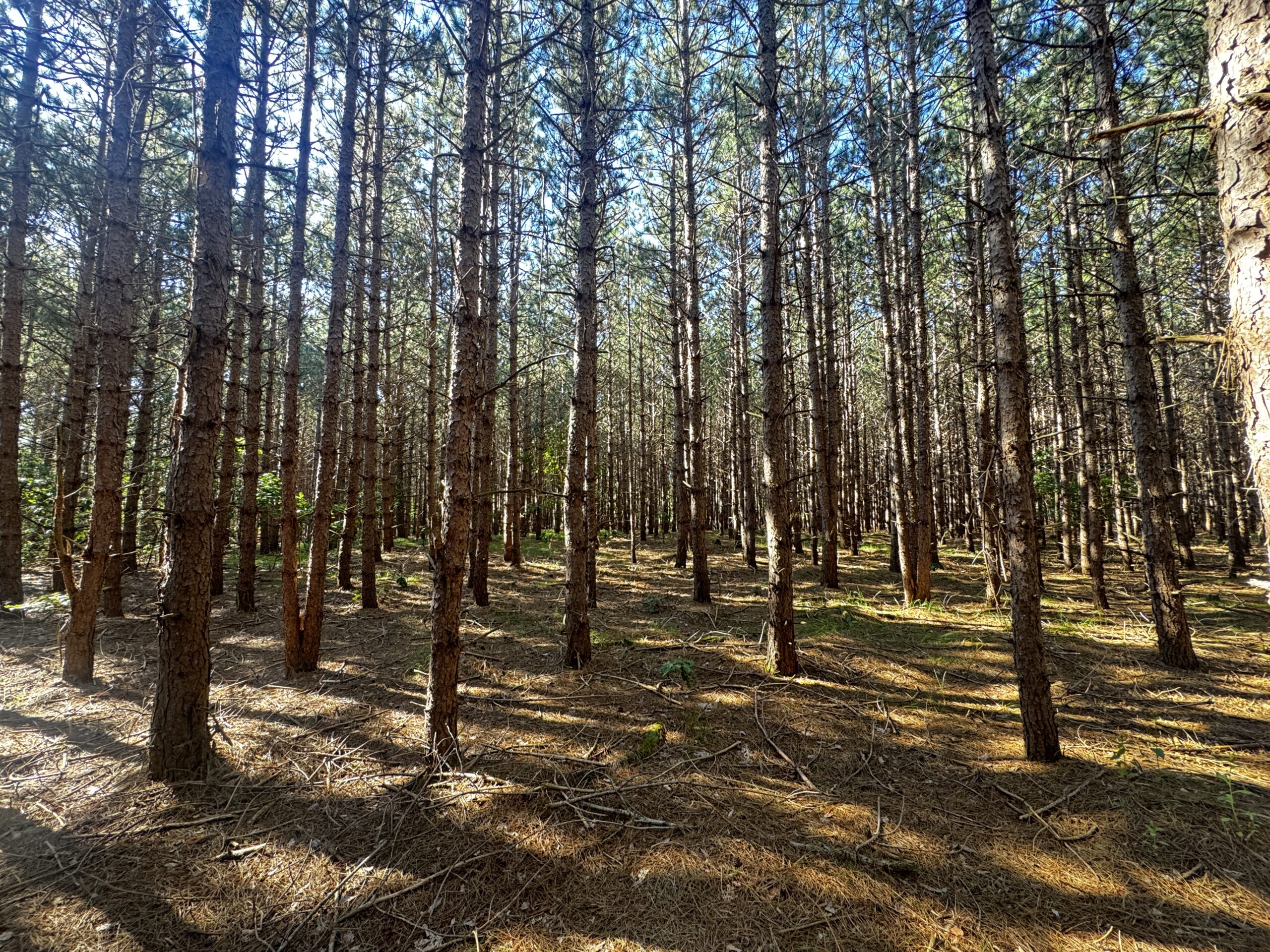 80-acre timber tract in Adams County