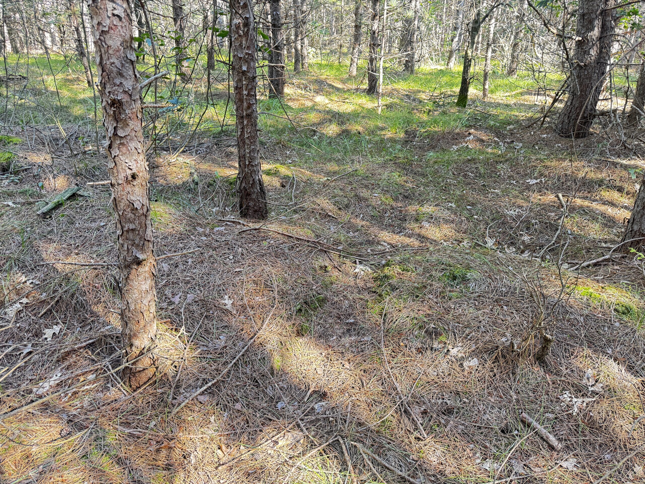 80-acre timber tract in Adams County