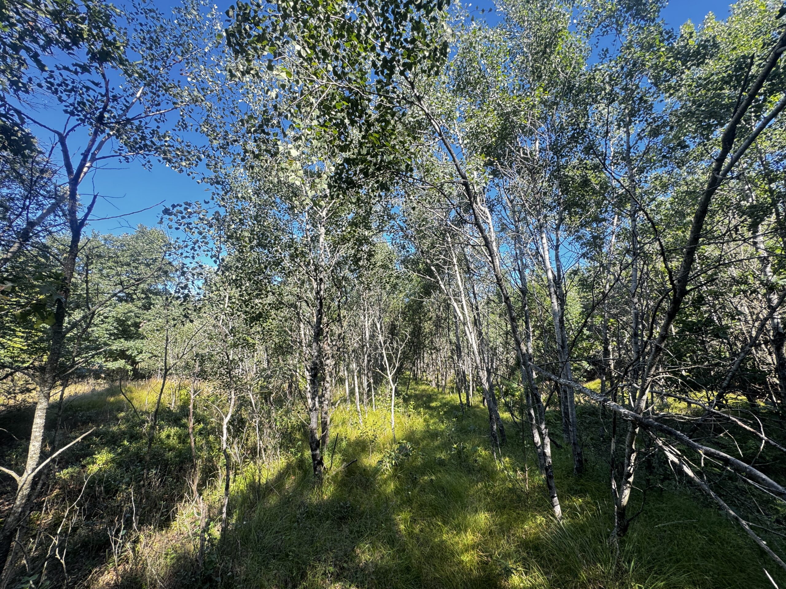 80-acre timber tract in Adams County