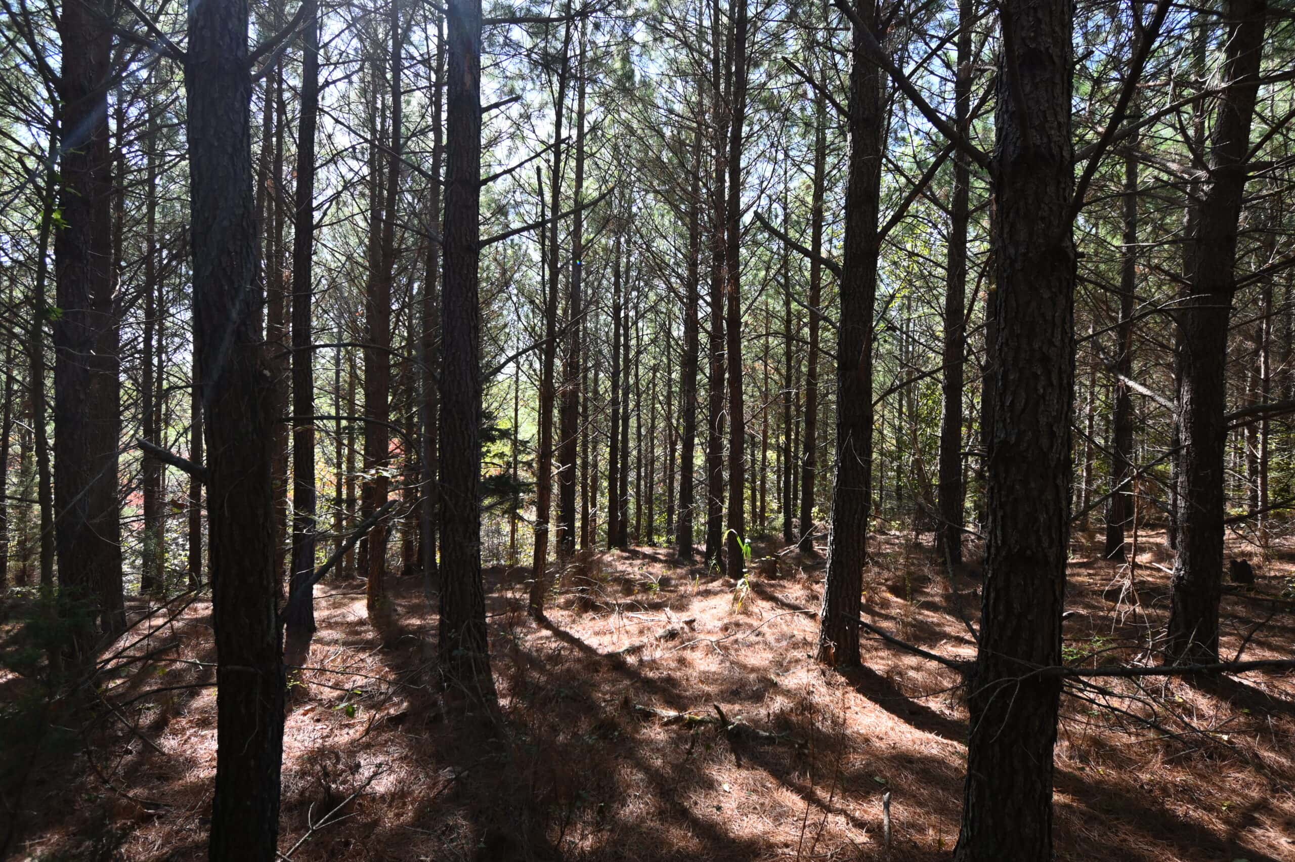 79.49 Acres Hunting and Timberland For Sale in Linden, TN