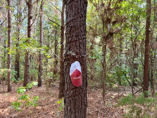Mississippi Land For Sale With A Creek