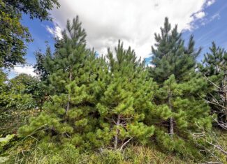 40-acre timber tract in Adams County