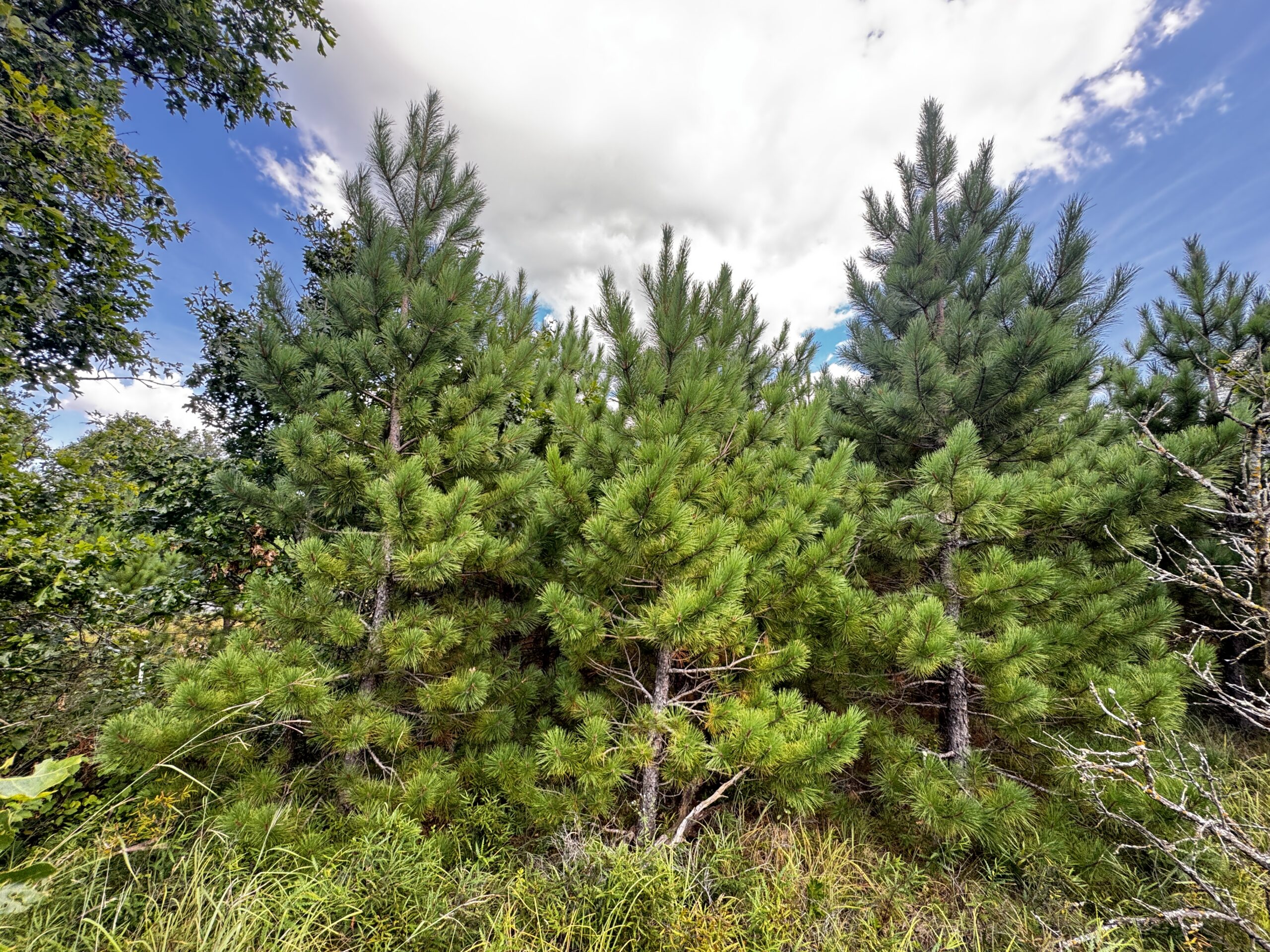 40-acre timber tract in Adams County