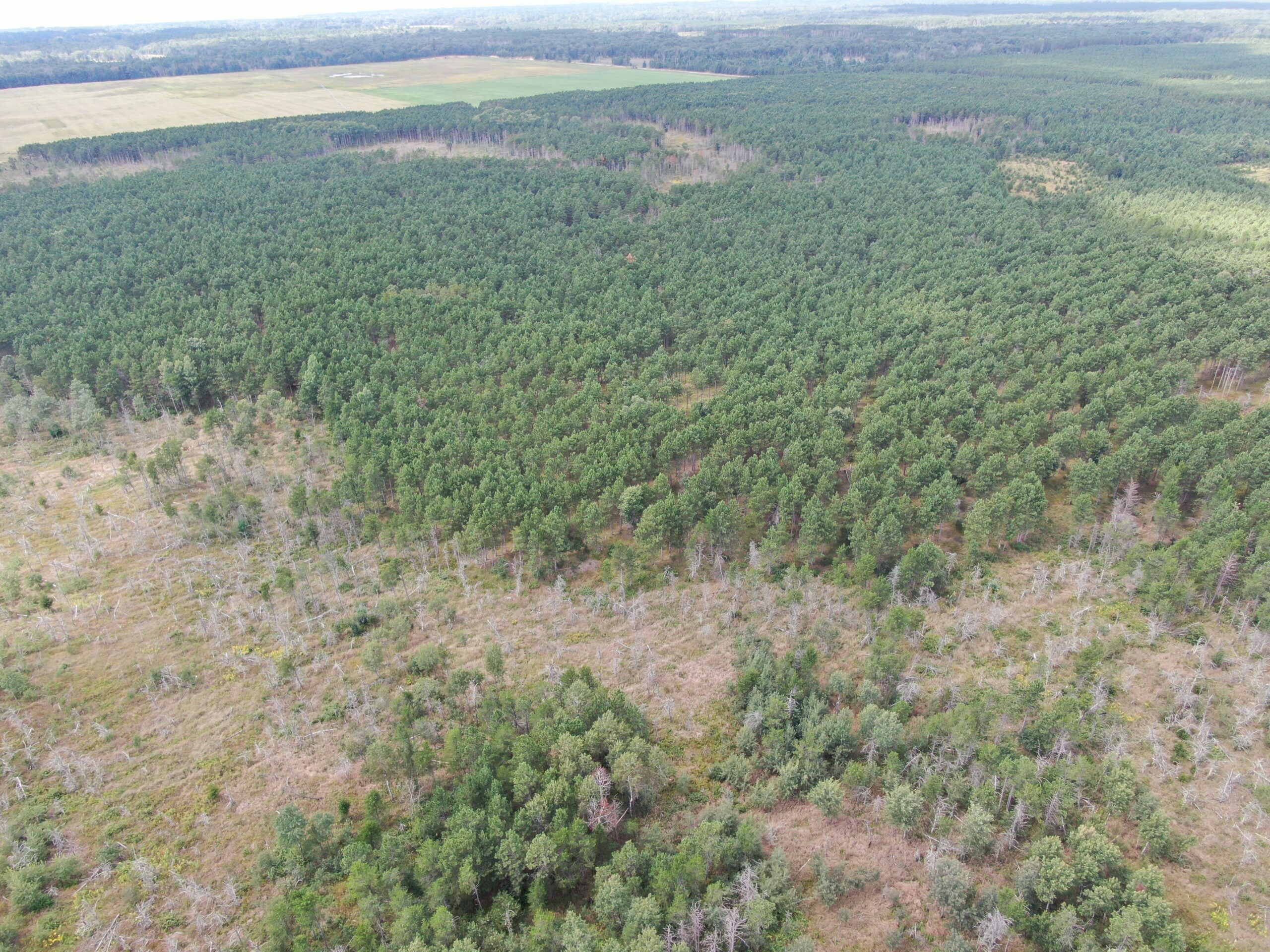 80-acre timber tract in Adams County