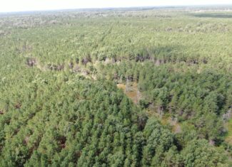 80-acre timber tract in the Town of Big Flats