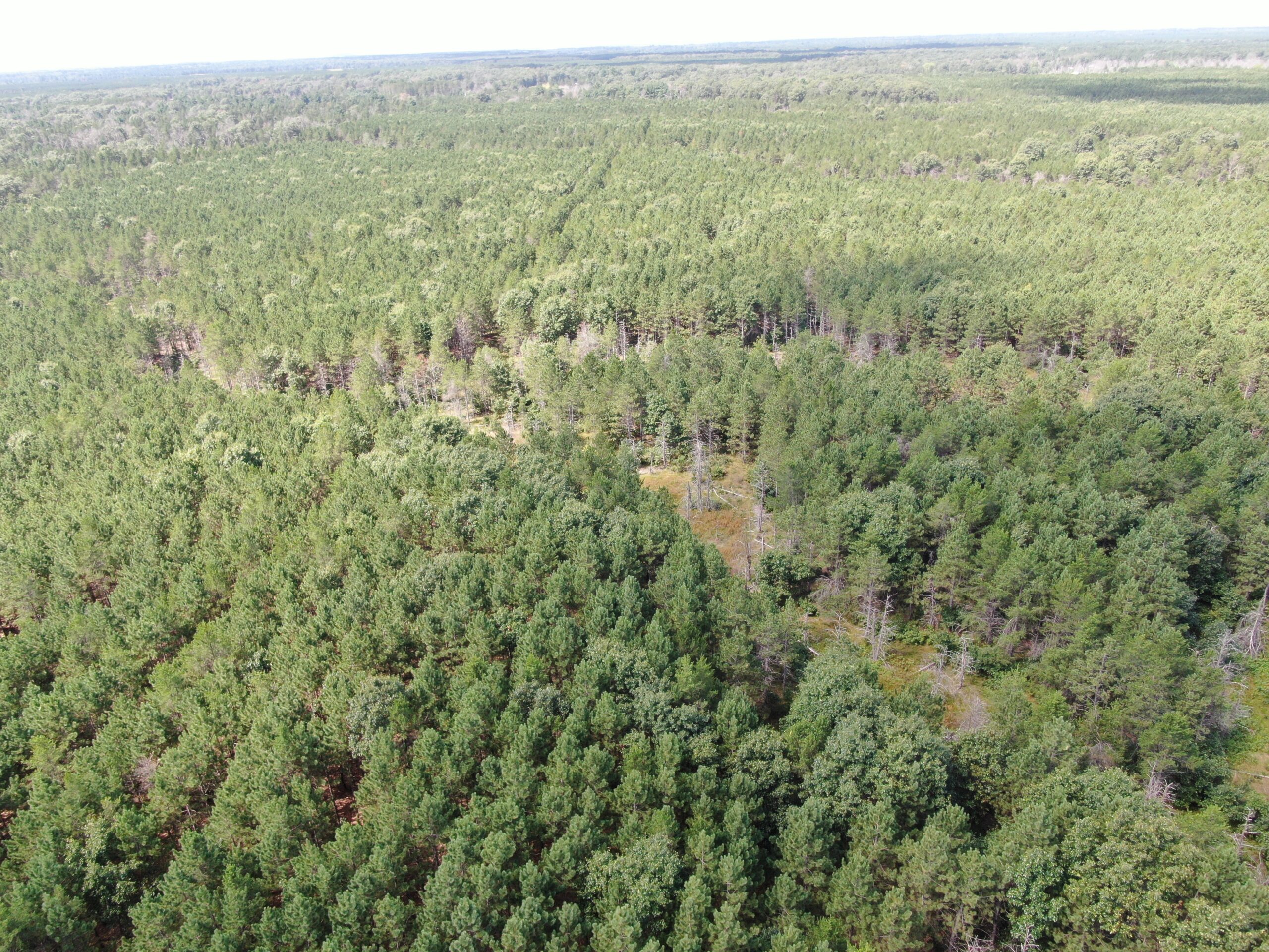 80-acre timber tract in the Town of Big Flats