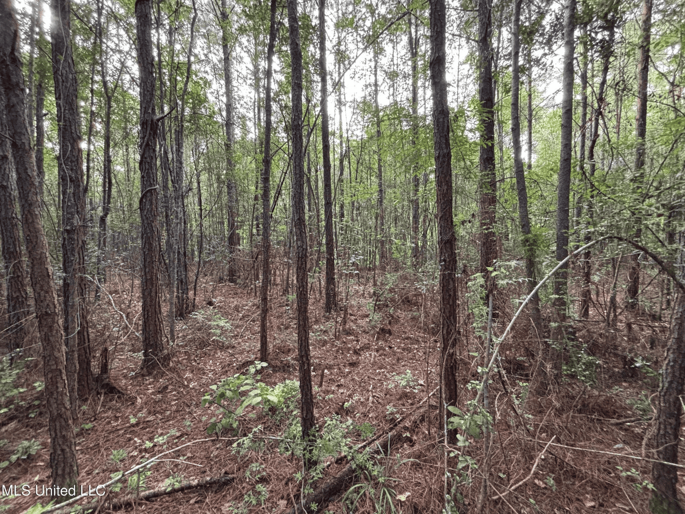 48 Acres for Sale in Jones County, MS Ellisvillle, MS