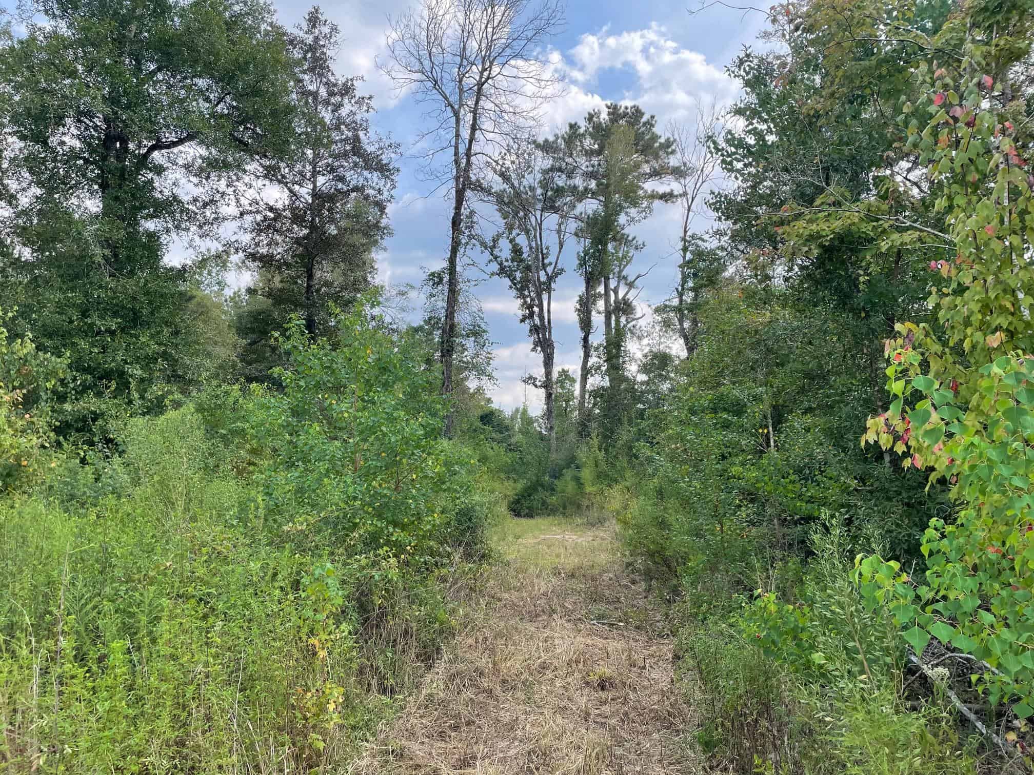 40 Acres Beauregaurd Parish LA