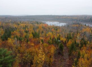 80± Acres Near the Coast – Pembroke, Maine