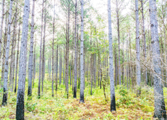 701 Acre Timber & Hunting Land Prentiss Co MS