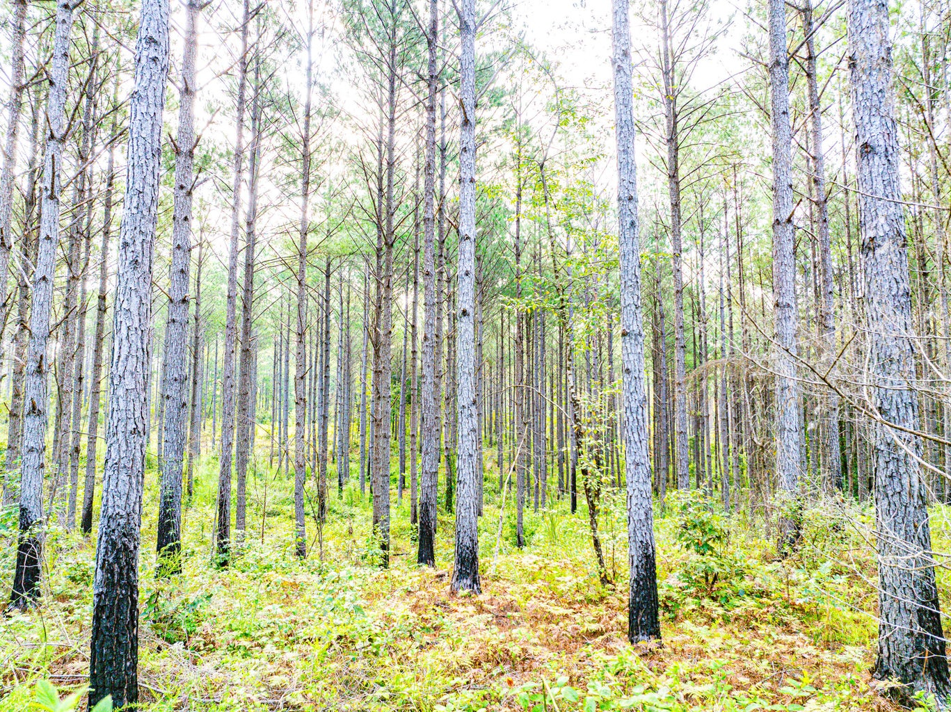 701 Acre Timber & Hunting Land Prentiss Co MS