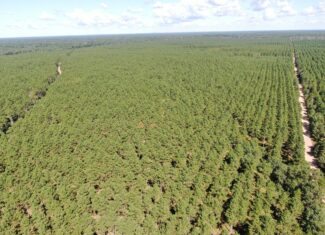40-acre wooded parcel in the Town of Rome