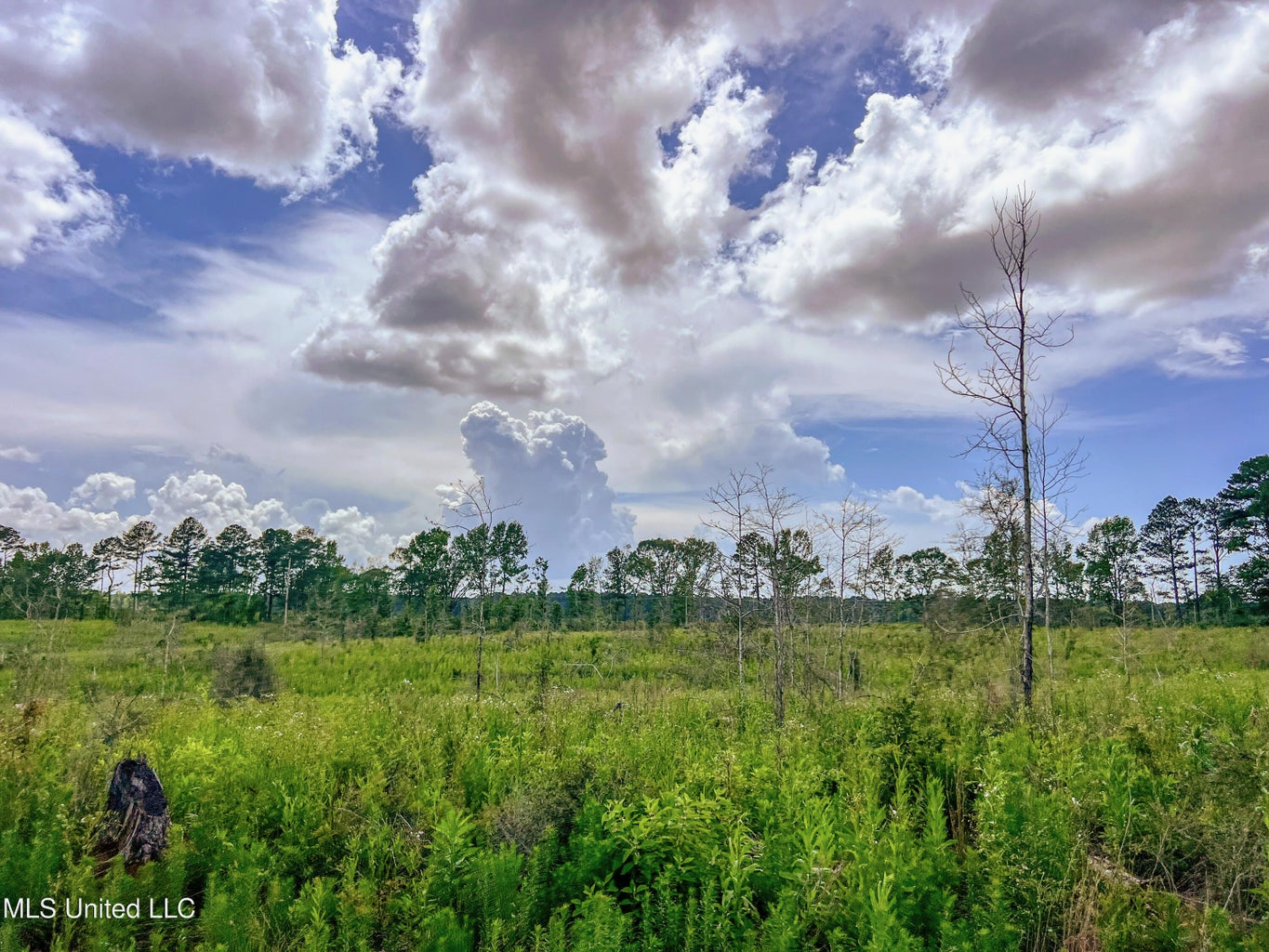 Land for Sale in Amite County, MS