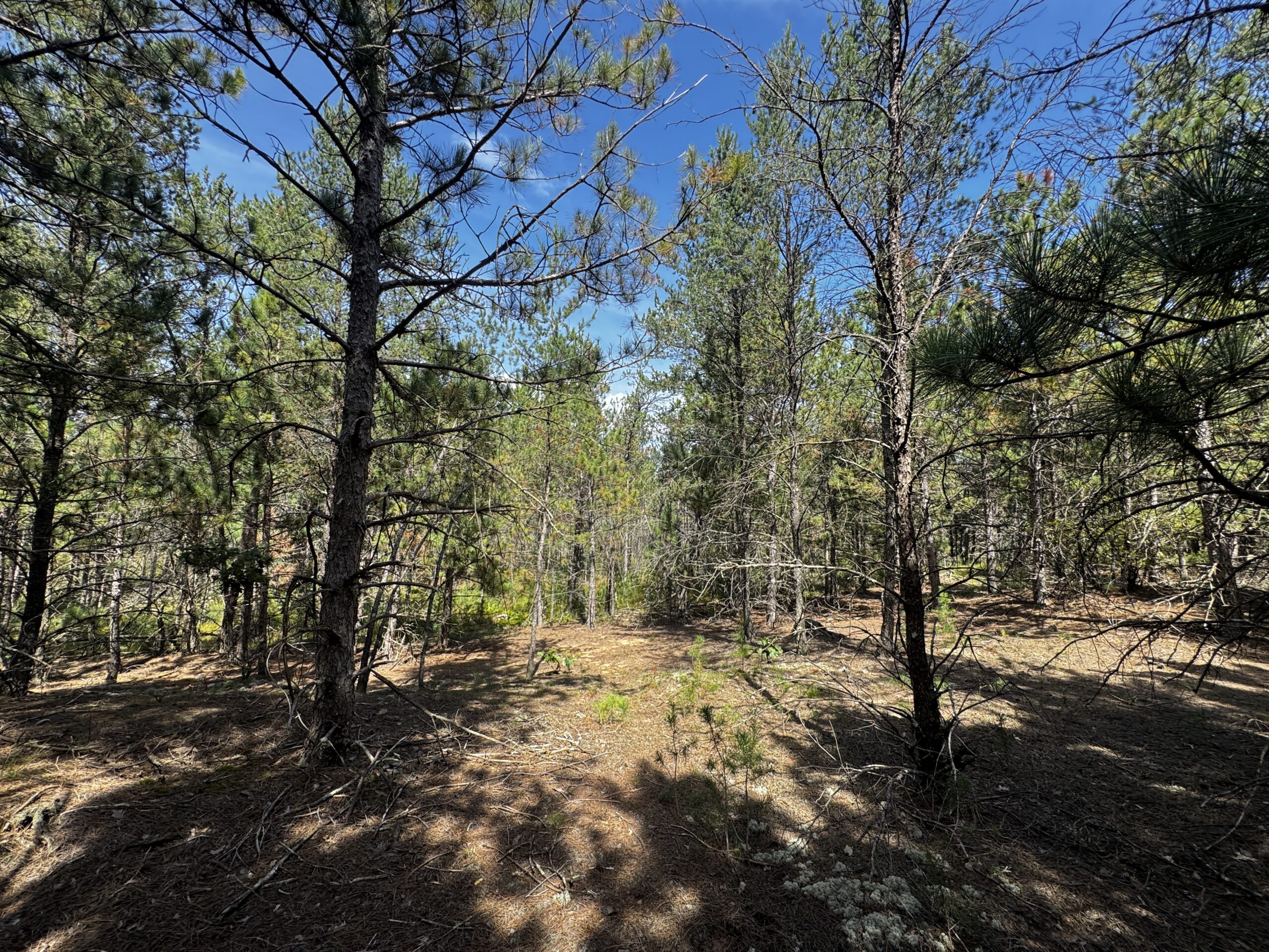 40-acre timber tract in the Town of Monroe, Adams County
